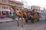 05 Jaipur  Jodpur Mix (159)